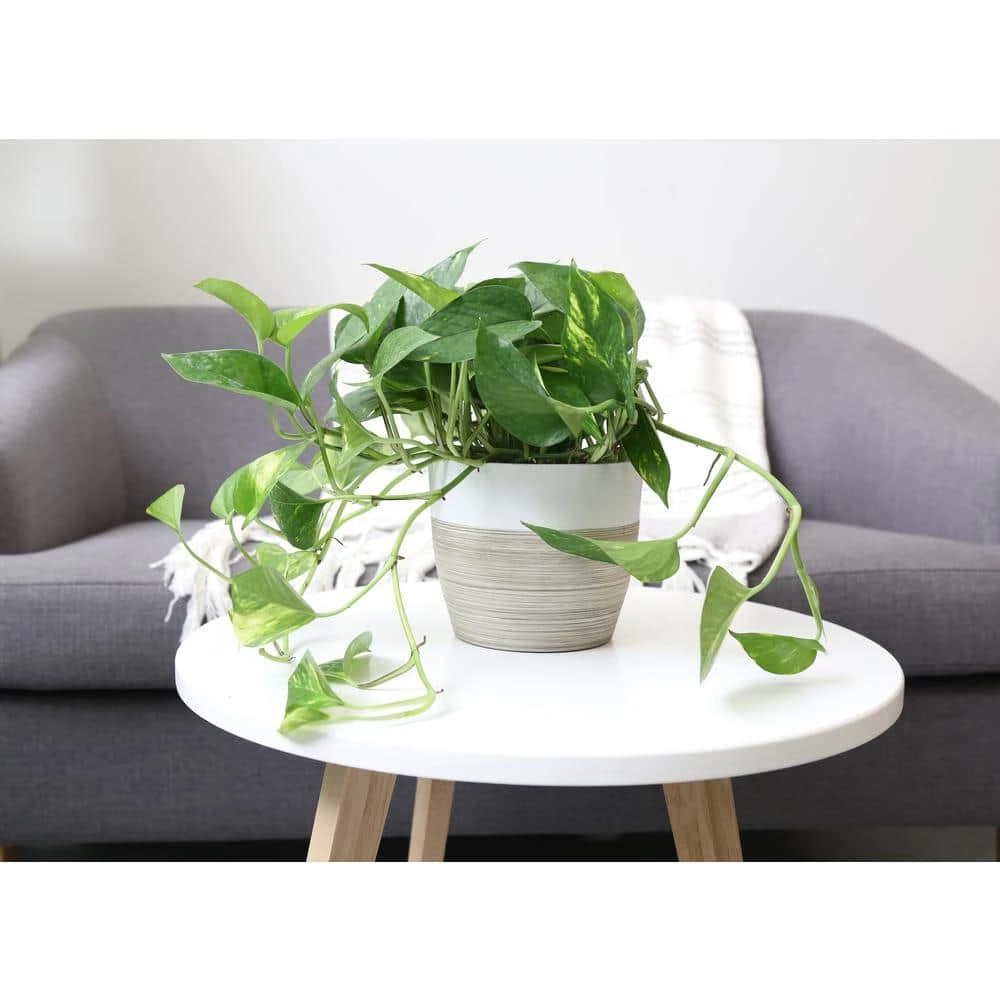 Hot Sale ๐ Costa Farms 6 in. Pothos in White Cylinder Pot ๐ - Image 3