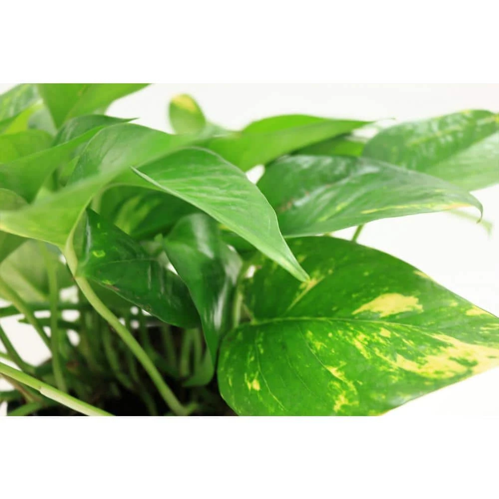 Hot Sale ๐ Costa Farms 6 in. Pothos in White Cylinder Pot ๐ - Image 2