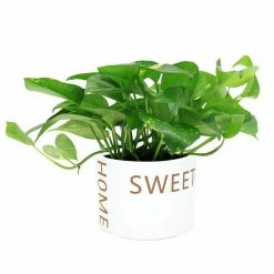 Wholesale 🎁 Costa Farms 6 in. Pothos Plant in Home Sweet Home White Ceramic 🧨