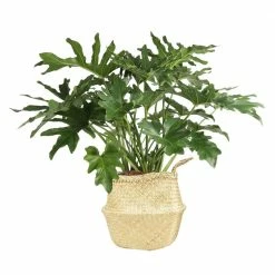 Best reviews of 🔥 Costa Farms 10 in. Philodendron Selloum Plant in Natural Decor Basket ⌛