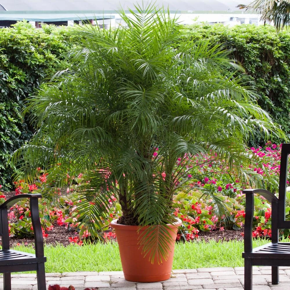 New ❤️ Costa Farms Roebellini, Pygmy Date Palm Plant in 10 in. Gray Decor Pot 🔥 - Image 3