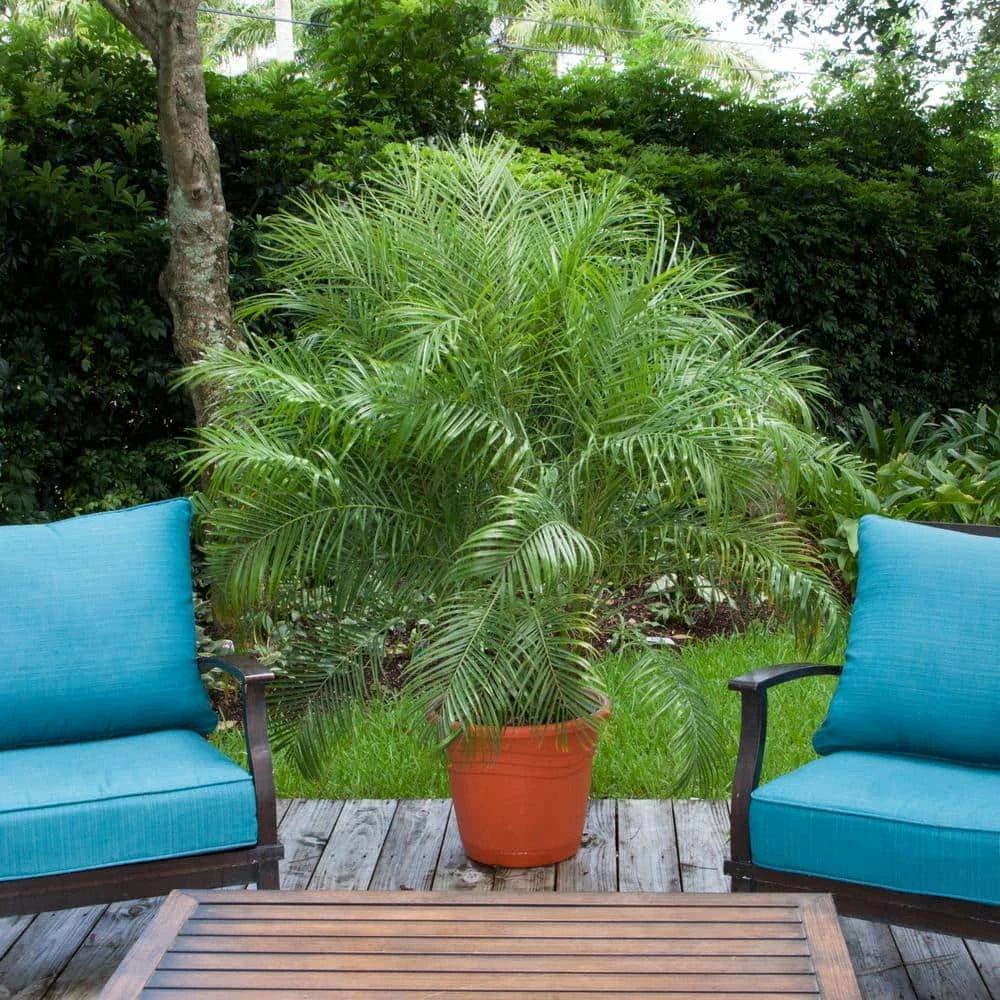 New ❤️ Costa Farms Roebellini, Pygmy Date Palm Plant in 10 in. Gray Decor Pot 🔥 - Image 2