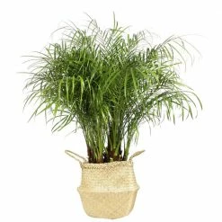 Brand new 🥰 Costa Farms 10 in. Roebellini, Pygmy Date Palm Plant in Natural Decor Basket 😍