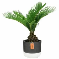 Deals ❤️ Costa Farms 6 in. Sago Palm, Cycas Revoluta, Indoor Plant in 2 Tone Ceramic 🌟