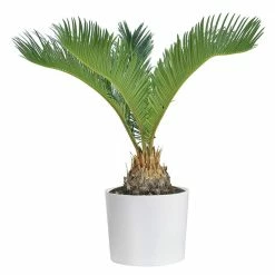 Best Pirce 😍 Costa Farms 6 in. Sago Palm Plant, Cycas Revoluta, Indoor Plant in White Cylinder Pot 👍