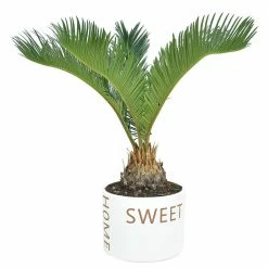 New 🥰 Costa Farms 6 in. Sago Palm, Cycas Revoluta, Indoor Plant in Home Sweet Home Ceramic 👏