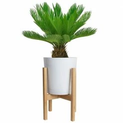 Discount โ Costa Farms Sago Palm Tree in 10in. White Decor Pot โญ