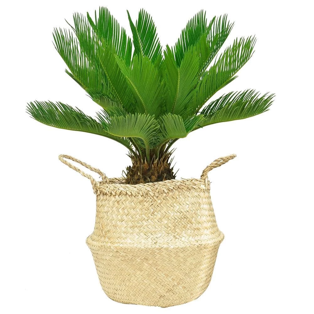 Discount ๐งจ Costa Farms 10 in. Sago Palm Tree in Natural Decor Basket ๐งจ