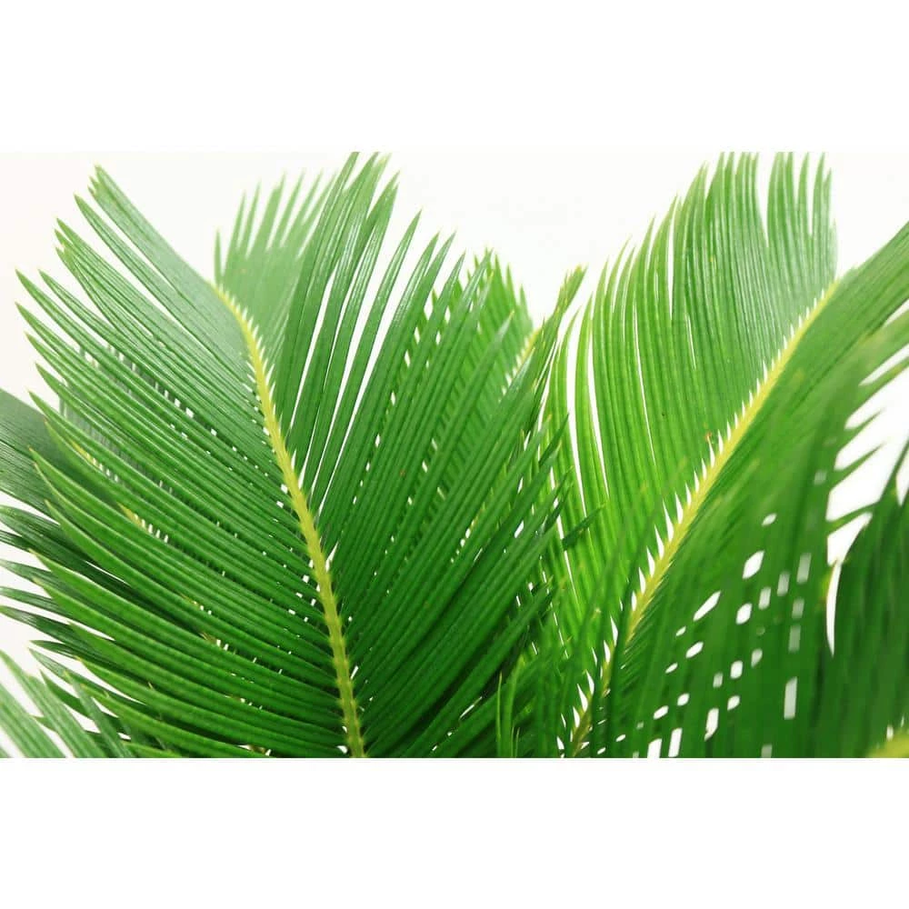 Discount ๐งจ Costa Farms 10 in. Sago Palm Tree in Natural Decor Basket ๐งจ - Image 2