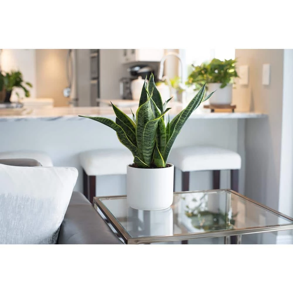 Brand new ✔️ Costa Farms 6 in. Sansevieria Grower's Choice Snake Plant in Two Tone Ceramic 🛒 - Image 3