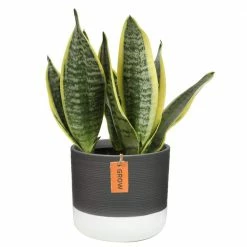 Brand new ✔️ Costa Farms 6 in. Sansevieria Grower's Choice Snake Plant in Two Tone Ceramic 🛒