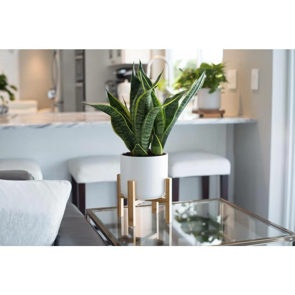 Brand new ✔️ Costa Farms 6 in. Sansevieria Grower's Choice Snake Plant in Two Tone Ceramic 🛒 - Image 2