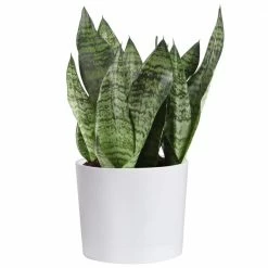 Deals 🎉 Costa Farms 6 in. Sansevieria Grower's Choice Snake Plant in White Cylinder Pot 😍