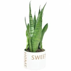 Top 10 😍 Costa Farms 6 in. Sansevieria Grower's Choice Snake Plant in Home Sweet Home Ceramic ⌛