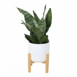 Top 10 ⭐ Costa Farms 6 in. Sansevieria Laurentii Snake Plant in Mid Century Modern Planter White ⌛