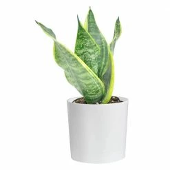 Best reviews of 🌟 Costa Farms Grower's Choice Snake (Sansevieria) Plant in 4 in. White Cylinder Pot ⭐