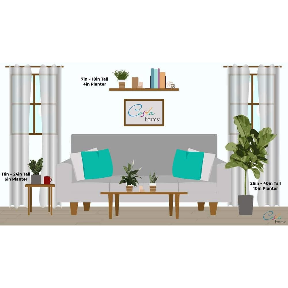 Coupon ๐ Costa Farms 4 in. Grower's Choice Snake Plant (Sansevieria) in White Mid Century Pot and Stand โค๏ธ - Image 4