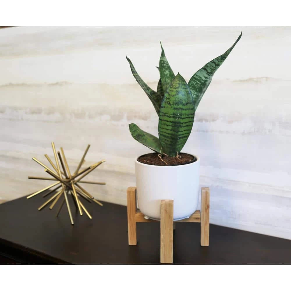 Coupon ๐ Costa Farms 4 in. Grower's Choice Snake Plant (Sansevieria) in White Mid Century Pot and Stand โค๏ธ - Image 3