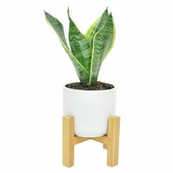 Coupon 😉 Costa Farms 4 in. Grower's Choice Snake Plant (Sansevieria) in White Mid Century Pot and Stand ❤️
