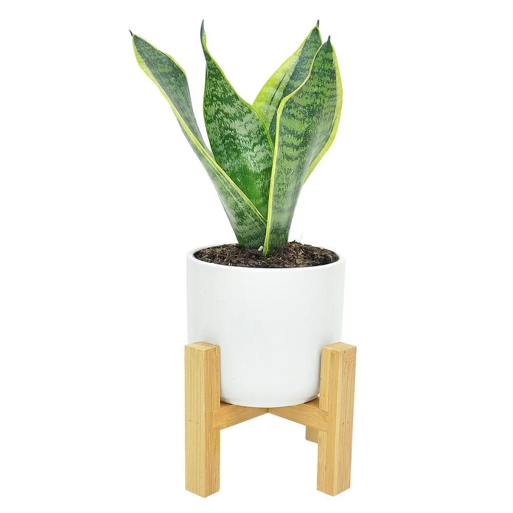 Coupon ๐ Costa Farms 4 in. Grower's Choice Snake Plant (Sansevieria) in White Mid Century Pot and Stand โค๏ธ