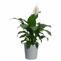 Best Pirce ✨ Costa Farms Spathiphyllum, Peace Lily Plant in 9.25 in. Gray Planter 🛒