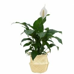 Cheapest 😀 Costa Farms 9.25 in. Spathiphyllum Plant in Natural Decor Basket 🔔