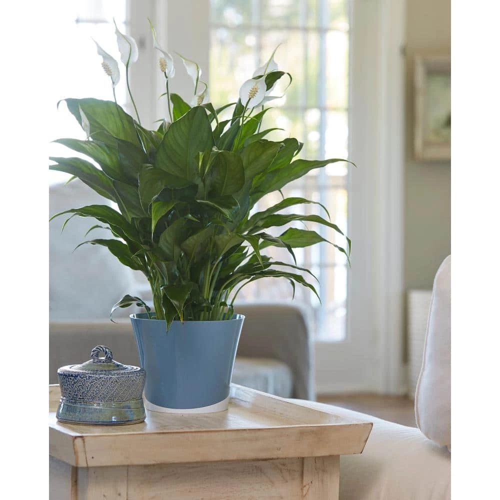 Best reviews of 👏 Costa Farms 6 in. Spathiphyllum Peace Lily Plant in 2-Tone Ceramic 🎁 - Image 3
