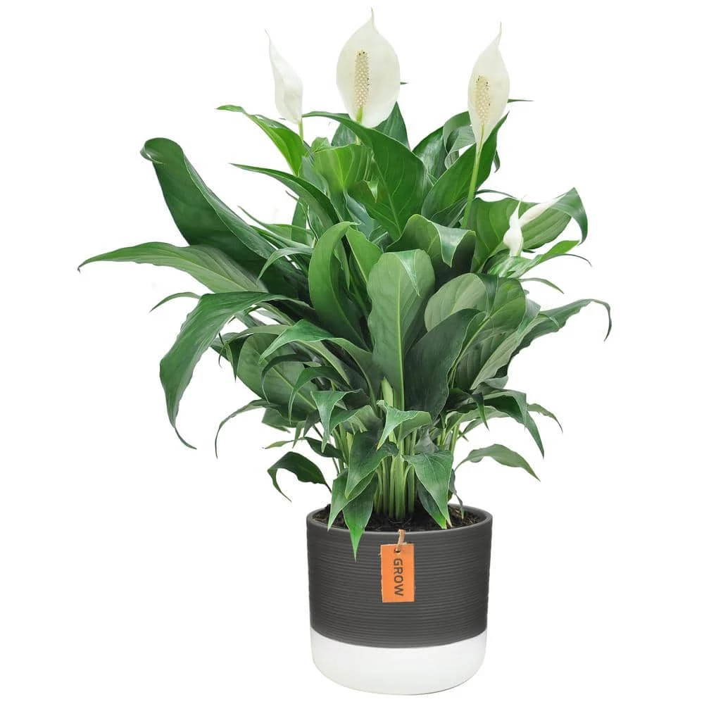 Best reviews of 👏 Costa Farms 6 in. Spathiphyllum Peace Lily Plant in 2-Tone Ceramic 🎁