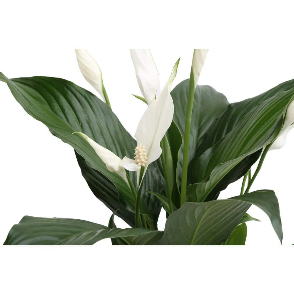 Best reviews of 👏 Costa Farms 6 in. Spathiphyllum Peace Lily Plant in 2-Tone Ceramic 🎁 - Image 2