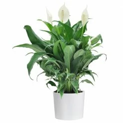 Promo 🎉 Costa Farms Spathiphyllum Peace Lily Plant in 6 in. White Cylinder Pot 👍