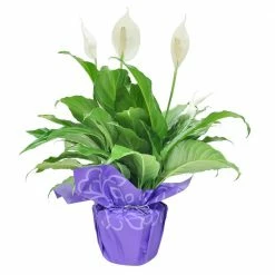 Cheap 😍 Costa Farms Spathiphyllum Peace Lily Plant in 6 in. Grower Pot Decorated in Gift Wrap 😀