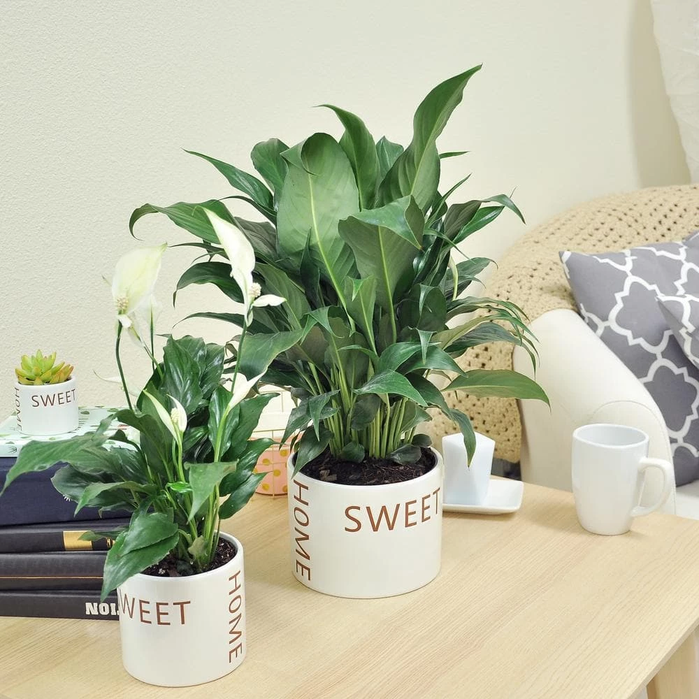 Wholesale ๐ฏ Costa Farms Spathiphyllum Peace Lily Plant in 6 in. Home Sweet Home Ceramic ๐งจ - Image 4