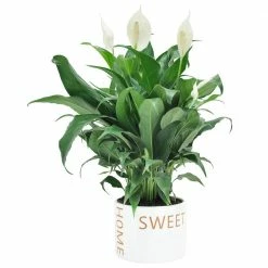 Wholesale 💯 Costa Farms Spathiphyllum Peace Lily Plant in 6 in. Home Sweet Home Ceramic 🧨