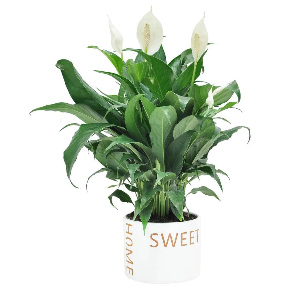 Wholesale ๐ฏ Costa Farms Spathiphyllum Peace Lily Plant in 6 in. Home Sweet Home Ceramic ๐งจ