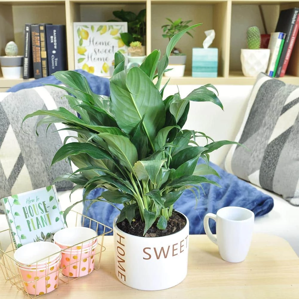 Wholesale ๐ฏ Costa Farms Spathiphyllum Peace Lily Plant in 6 in. Home Sweet Home Ceramic ๐งจ - Image 3