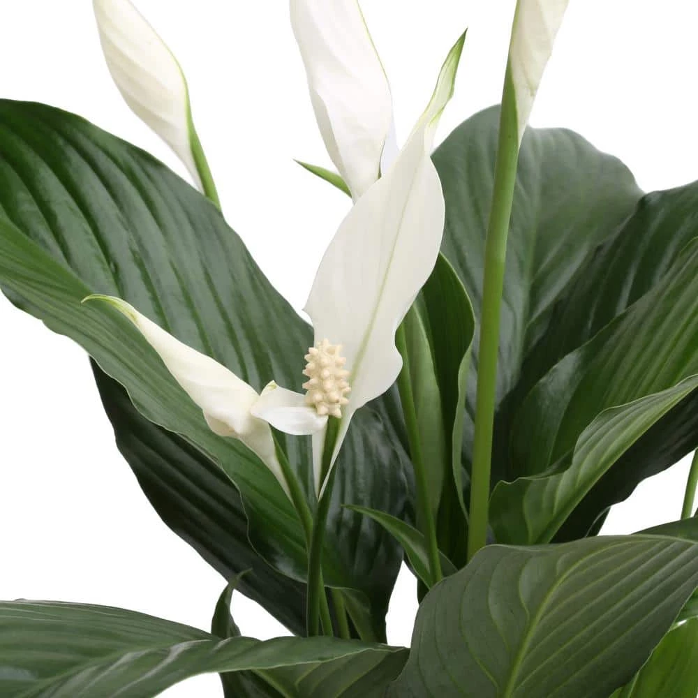 Wholesale ๐ฏ Costa Farms Spathiphyllum Peace Lily Plant in 6 in. Home Sweet Home Ceramic ๐งจ - Image 2