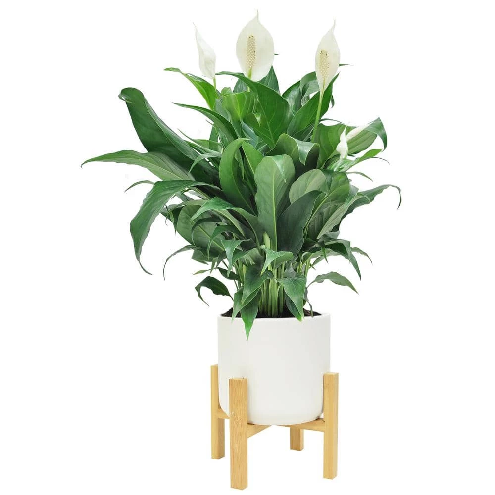 Cheap 🌟 Costa Farms Spathiphyllum Peace Lily Plant in 6 in. White Mid Century Pot and Stand 💯
