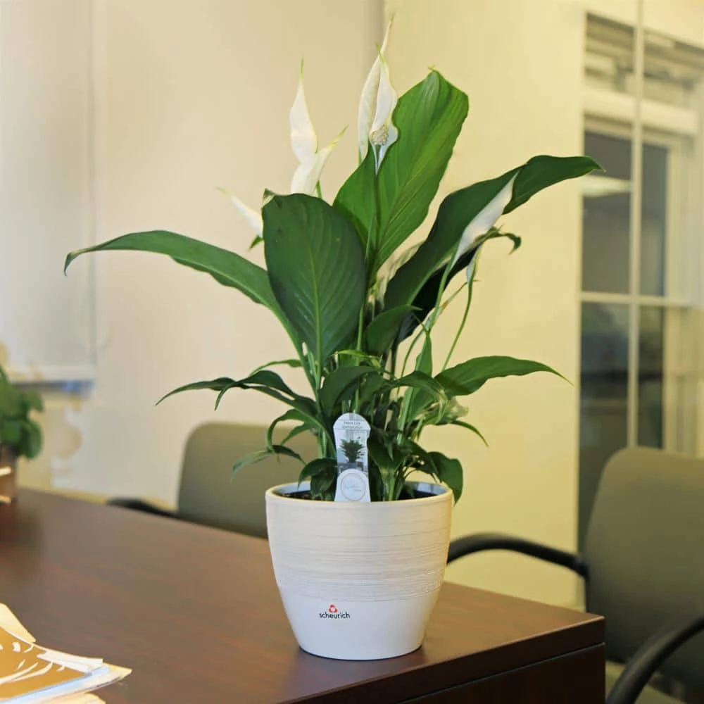 Cheap 🌟 Costa Farms Spathiphyllum Peace Lily Plant in 6 in. White Mid Century Pot and Stand 💯 - Image 2