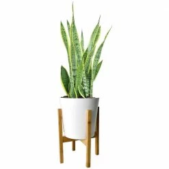 Buy ✔️ Costa Farms Grower's Choice Snake (Sansevieria) Plant in 10 in. White Cylinder Pot and Stand 🔔