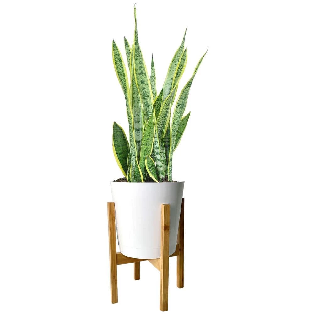Buy โ๏ธ Costa Farms Grower's Choice Snake (Sansevieria) Plant in 10 in. White Cylinder Pot and Stand ๐