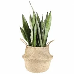 Budget 🔥 Costa Farms 8.75 in. Grower's Choice Snake Plant (Sansevieria) in Natural Decor Basket 🧨
