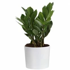 Wholesale 🛒 Costa Farms ZZ Plant, Zamioculcas Zamiifolia Plant in 6 in. White Cylinder Pot ⌛