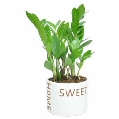 Best reviews of ๐ Costa Farms 6 in. ZZ Plant, Zamioculcas Zamiifolia Plant in Home Sweet Home Ceramic ๐