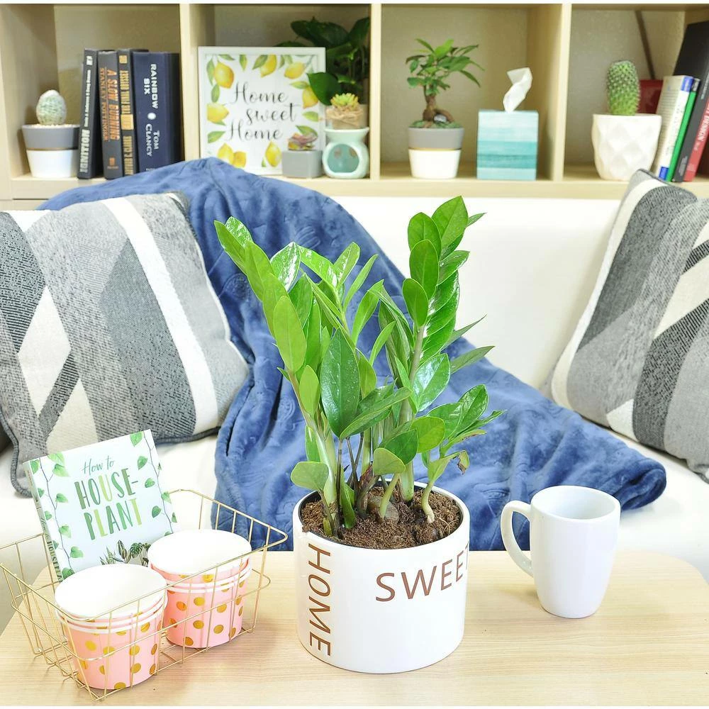 Best reviews of 🛒 Costa Farms 6 in. ZZ Plant, Zamioculcas Zamiifolia Plant in Home Sweet Home Ceramic 🎉 - Image 2