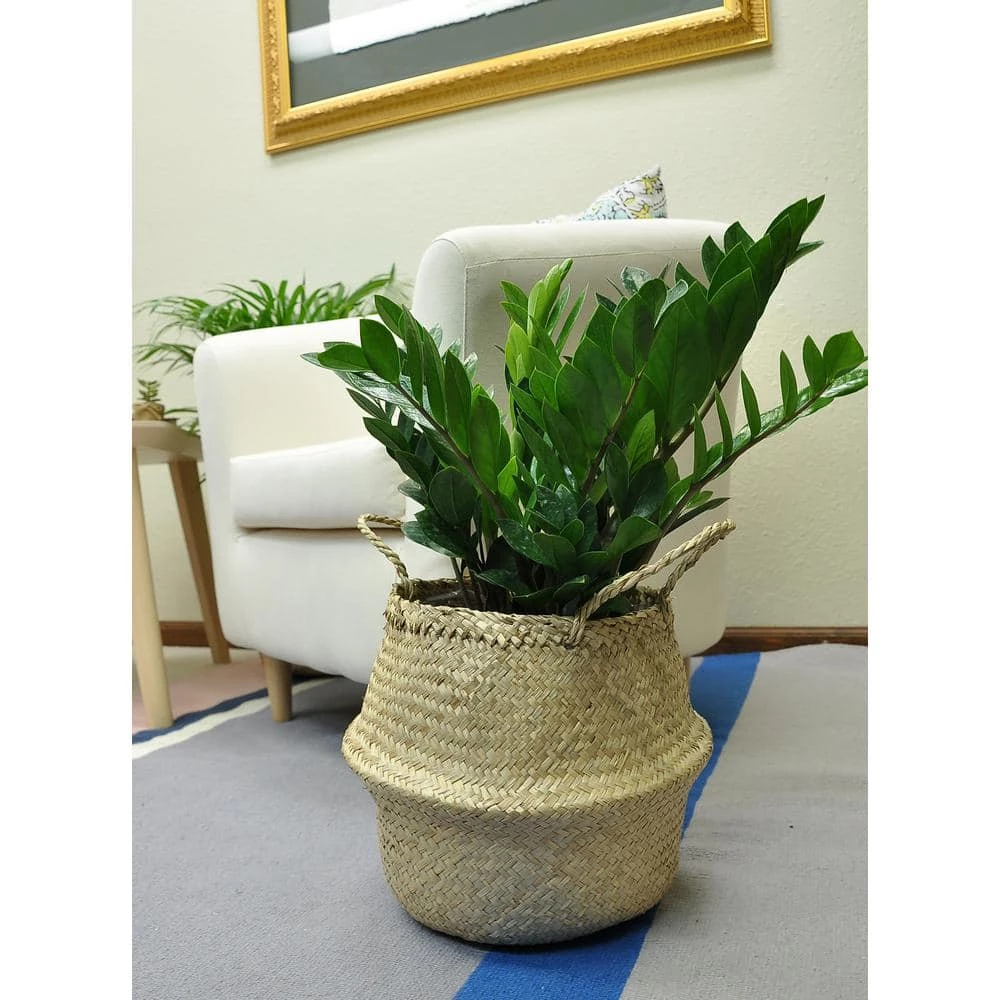 Flash Sale โ๏ธ Costa Farms 10 in. ZZ Plant in Gray Planter ๐ฅฐ - Image 3