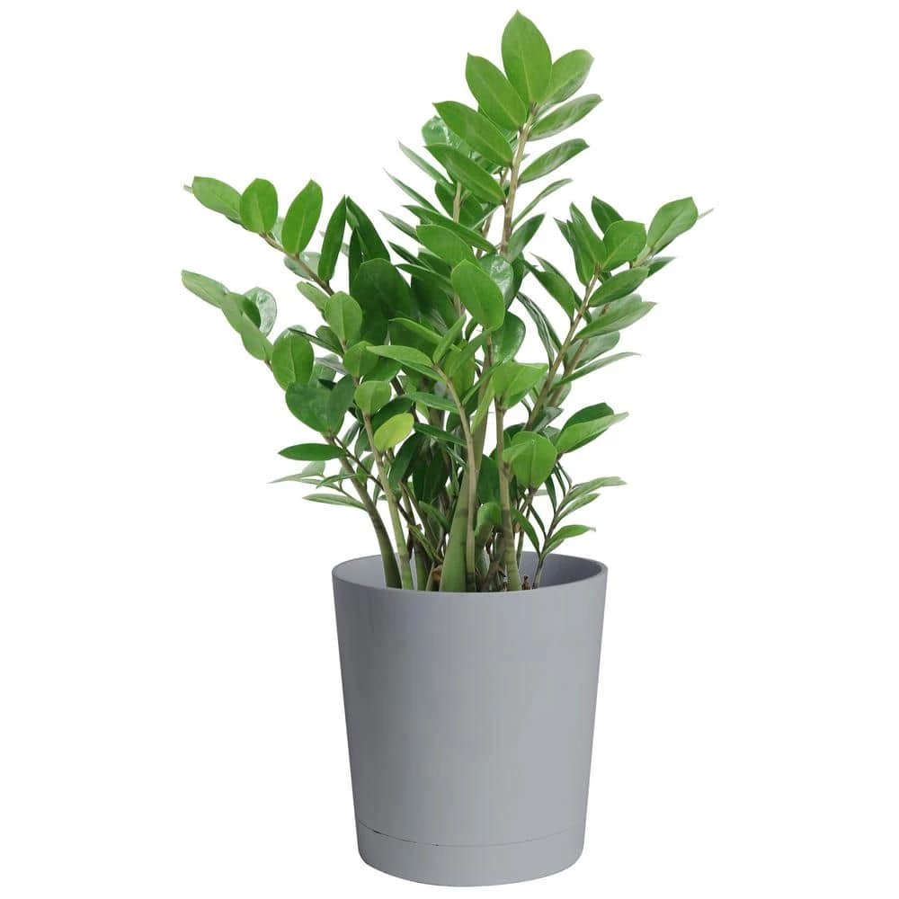 Flash Sale โ๏ธ Costa Farms 10 in. ZZ Plant in Gray Planter ๐ฅฐ