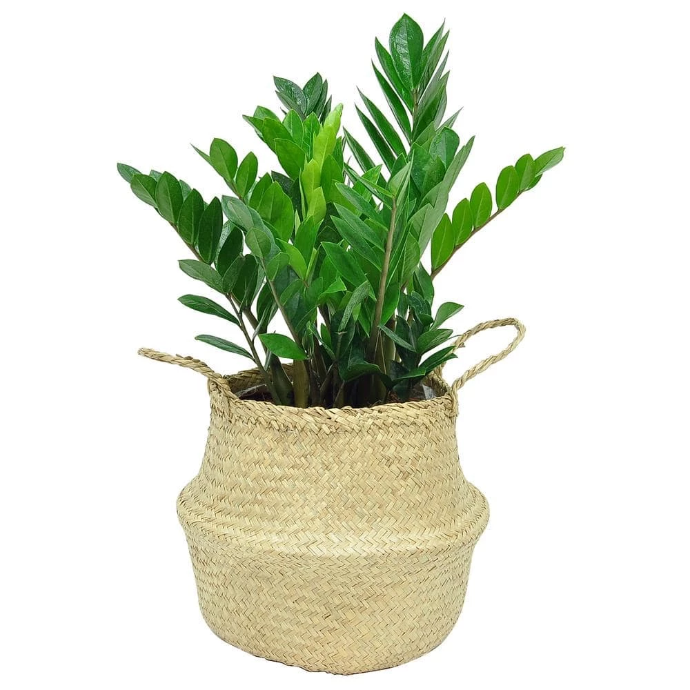 Budget 🌟 Costa Farms 10 in. ZZ Plant in Natural Decor Basket 🤩