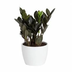 Wholesale 🧨 Costa Farms Trending Tropicals Raven ZZ Plant in 6 in. Ceramic Pot 🤩