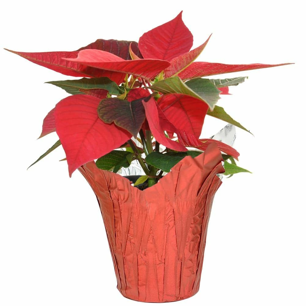 Best Pirce ⌛ Costa Farms 1 pt. Fresh Red Poinsettia with Red Pot Cover (Live 2-Pack) 🤩 - Image 5