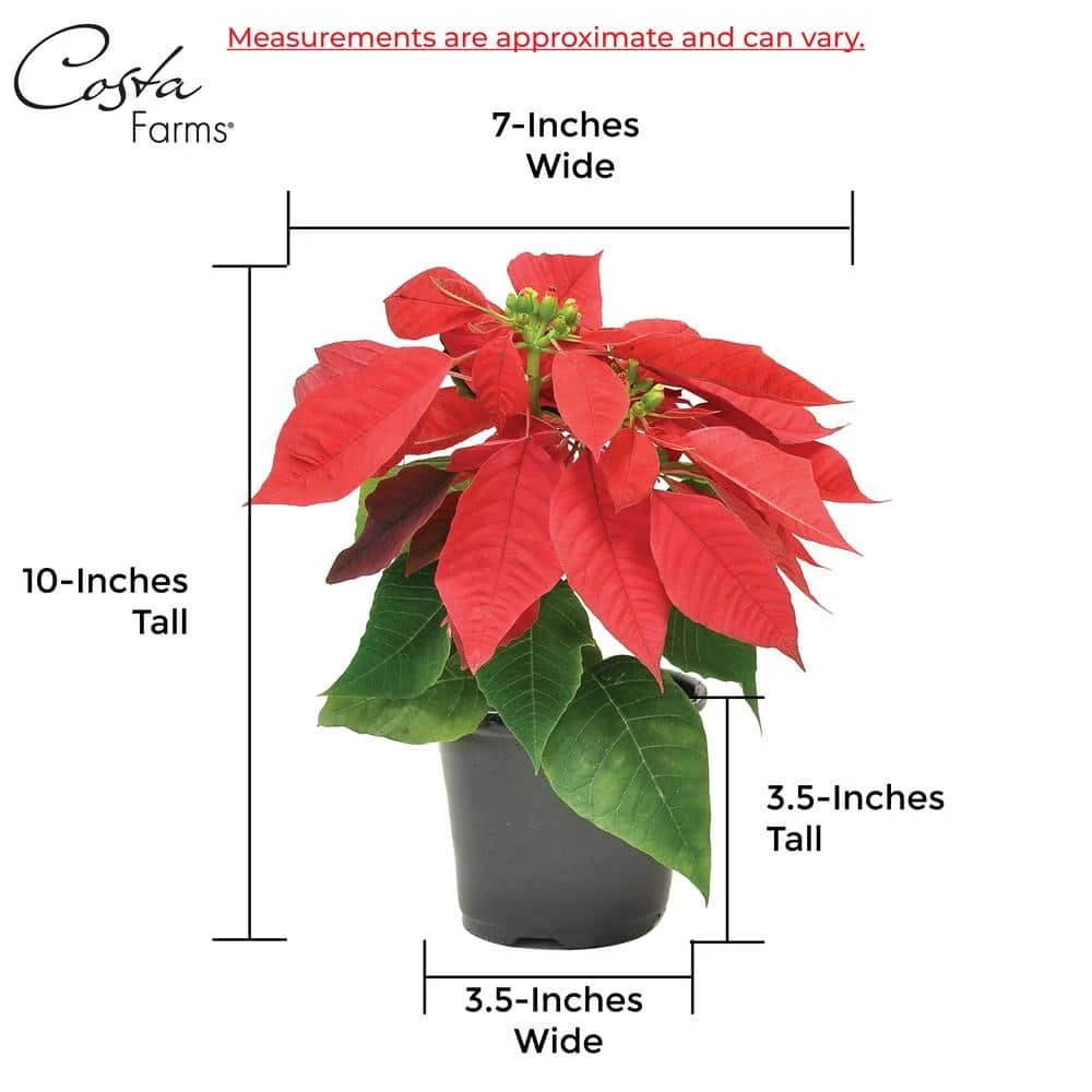 Best Pirce ⌛ Costa Farms 1 pt. Fresh Red Poinsettia with Red Pot Cover (Live 2-Pack) 🤩 - Image 6